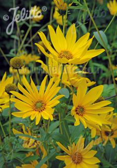 Helianthus maximiliani (Maximilian Sunflower)
