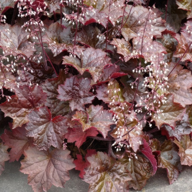 HEUCHERA americana 'Palace Purple Select'