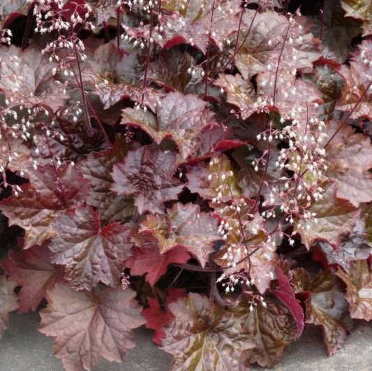 HEUCHERA americana 'Palace Purple Select'