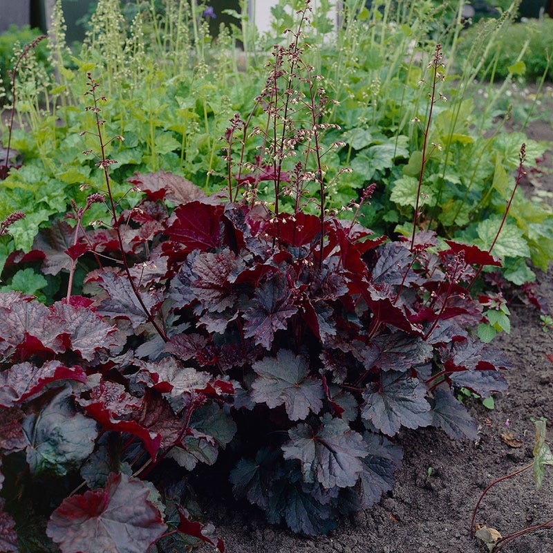 HEUCHERA americana 'Palace Purple Select'