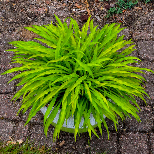 Hosta Party Streamers