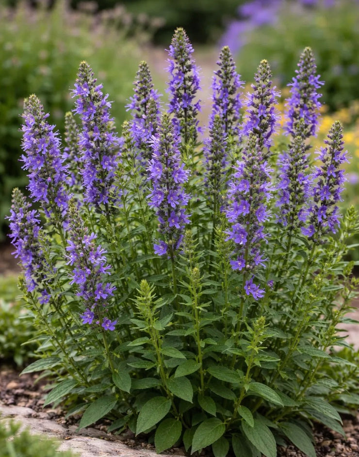 Hyssopus officinalis
