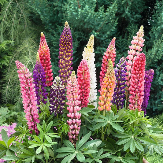 Lupinus polyphyllus ‘Russell Mix’ (Russell Lupine)