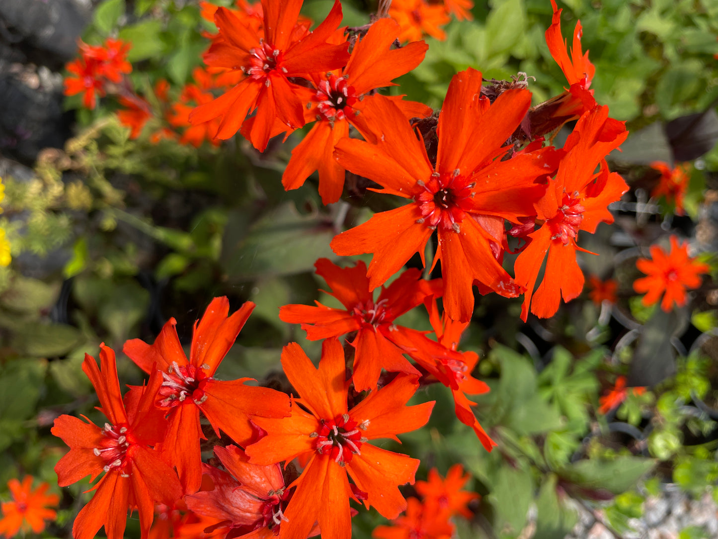 Lychnis x Arkwrightii Vesuvius