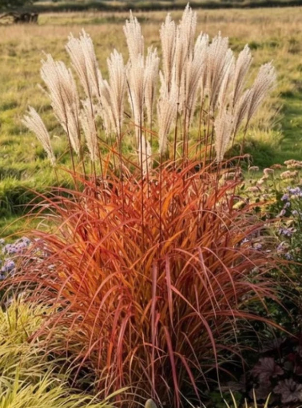 Miscanthus sinensis Fire Dragon