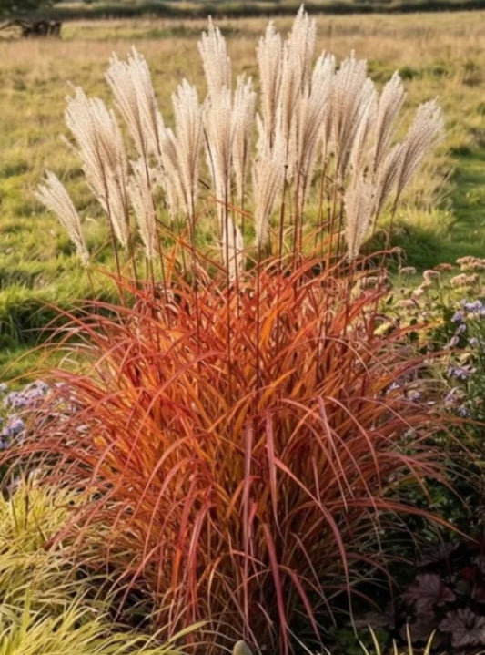 Miscanthus sinensis Fire Dragon