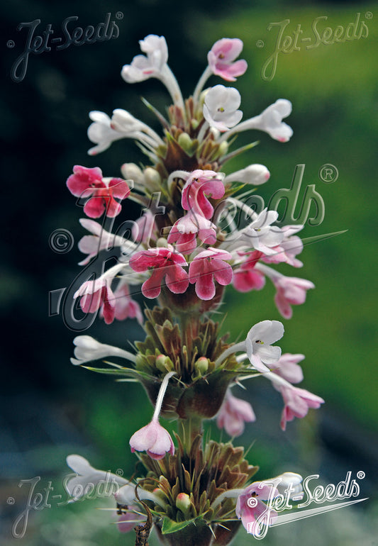 Morina longifolia