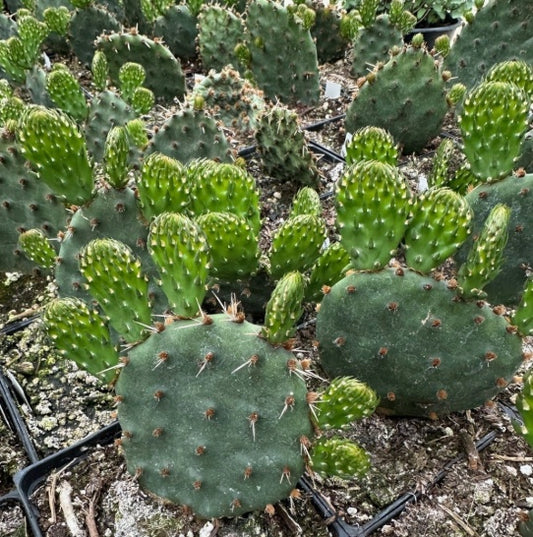 Opuntia humifusa