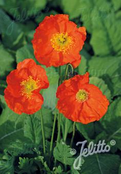 Papaver nudicaule 'Champagne Bubbles F1 Orange' (Iceland Poppy)