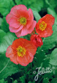Papaver nudicaule 'Champagne Bubbles F1 Pink' (Iceland Poppy)