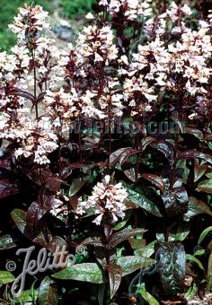 Penstemon digitalis 'Husker Red Superior Strain' (Beardtongue)