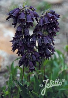 Penstemon whippleanus (Dusky Beardtongue)