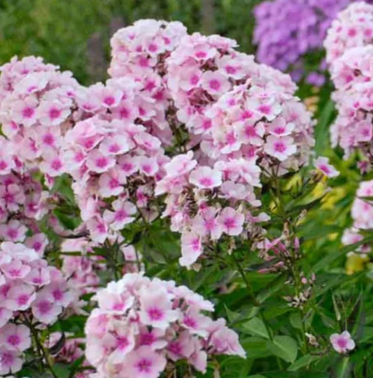 Phlox paniculata Bright Eyes