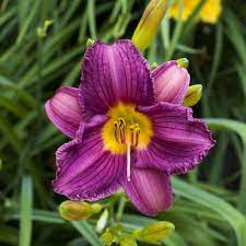 Hemerocallis-Daylily ‘Purple de Oro’ (Reblooming)