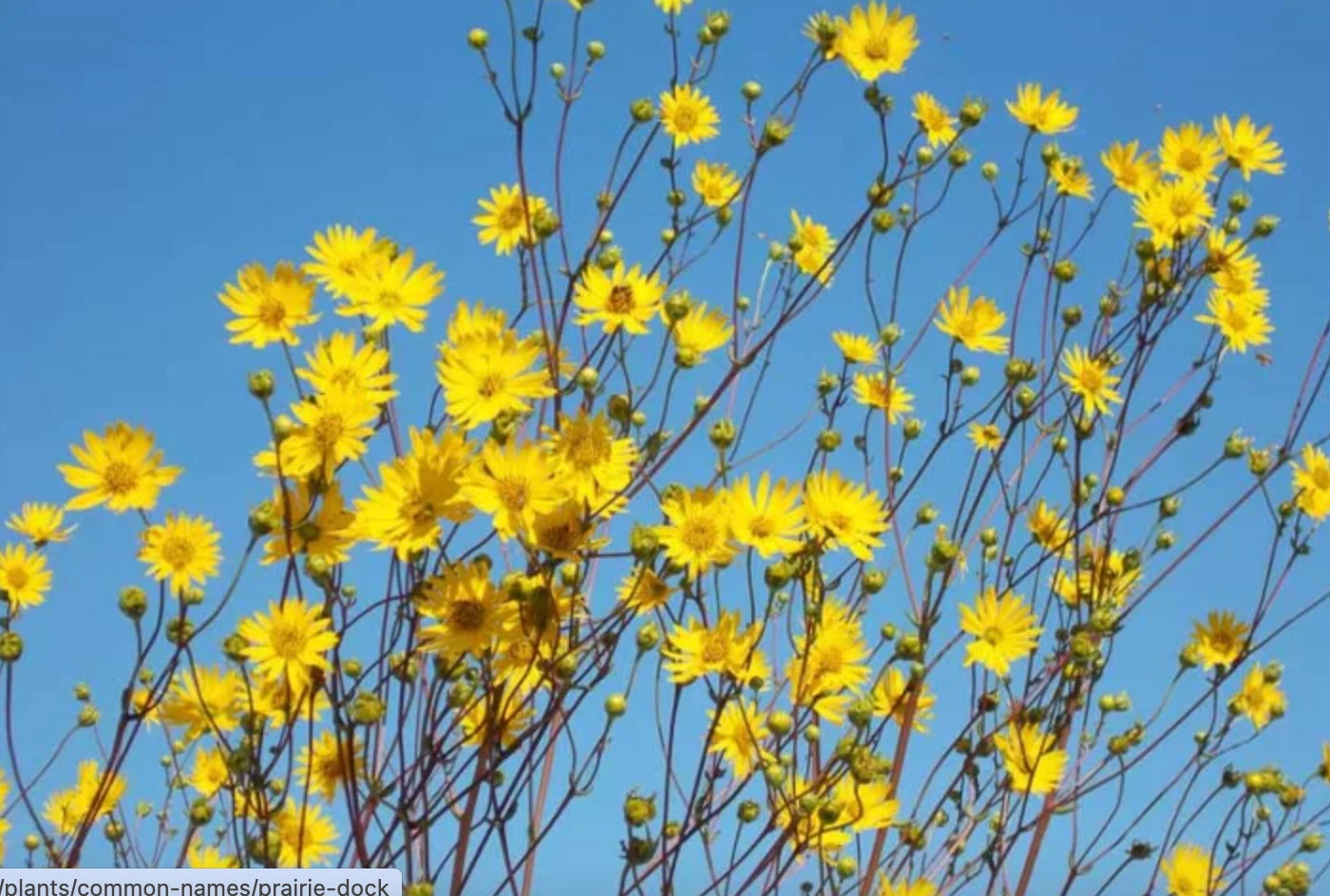Silphium terebinthinaceum - Prairie Dock