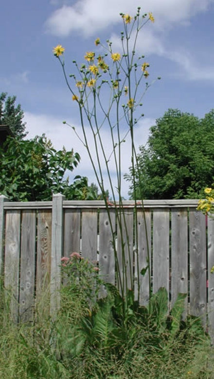 Silphium terebinthinaceum - Prairie Dock