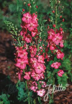 Verbascum phoeniceum 'Rosetta' (Purple Mullein)