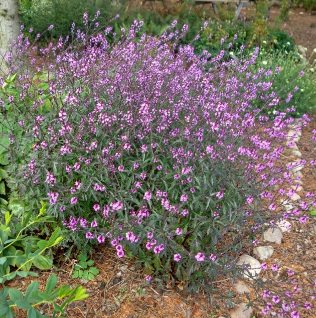 Verbena officinalis var. grandiflora 'Bampton'