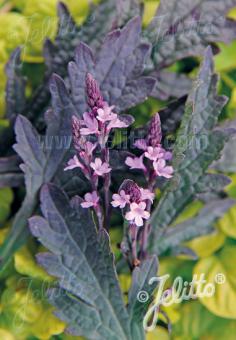Verbena officinalis var. grandiflora 'Bampton'