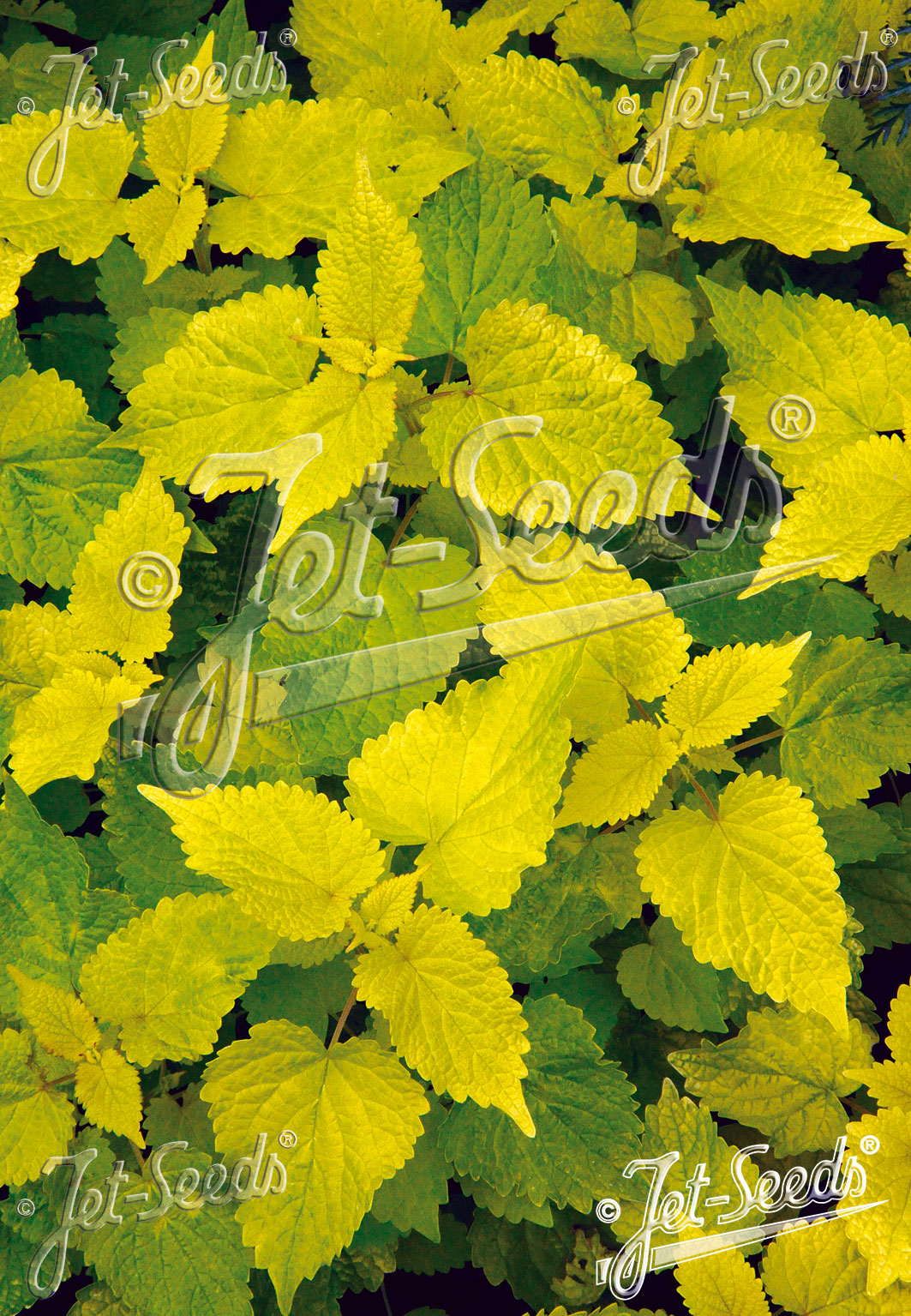 Agastache rugosa 'Golden Jubilee' (Korean Mint)