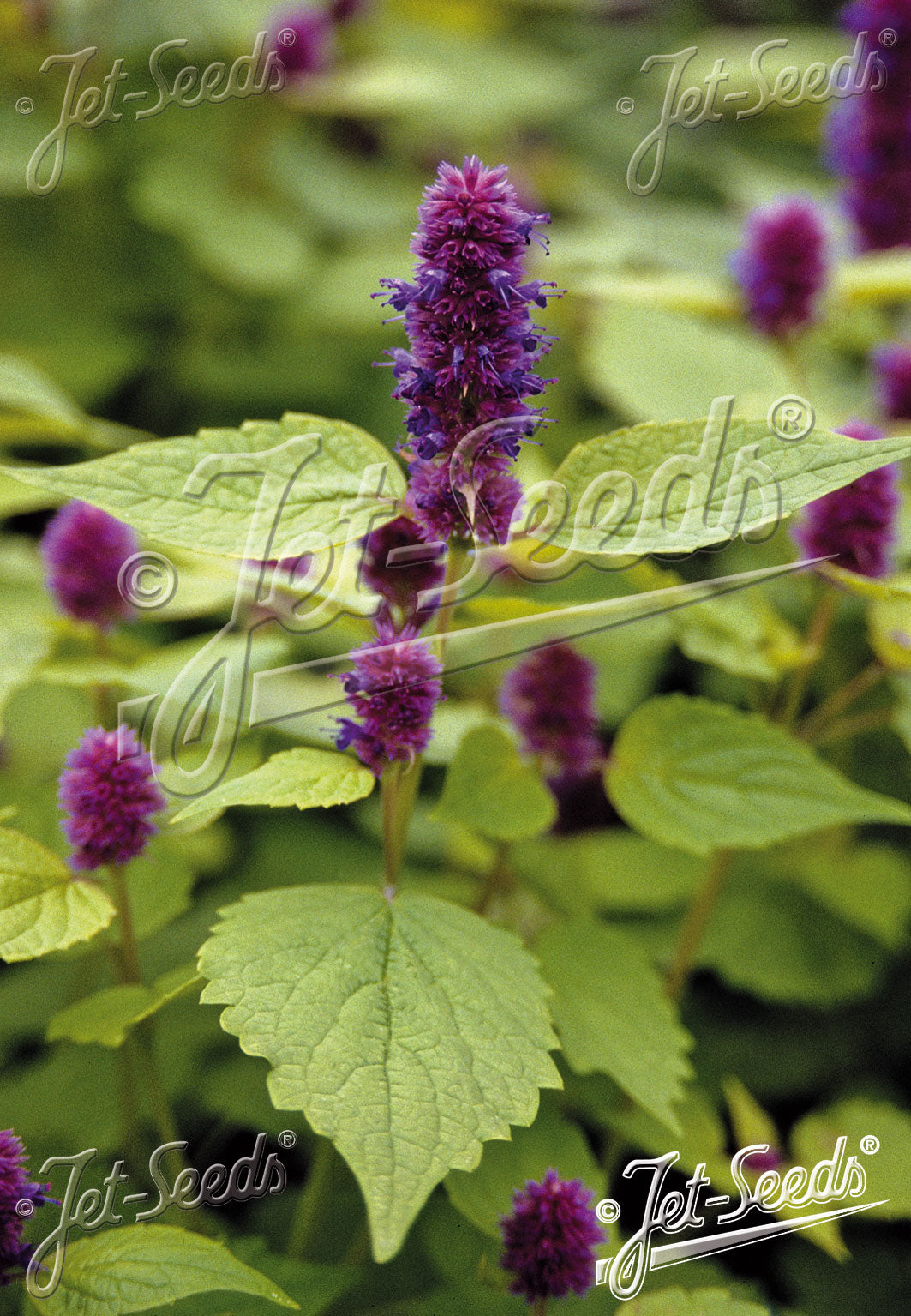Agastache rugosa 'Golden Jubilee' (Korean Mint)