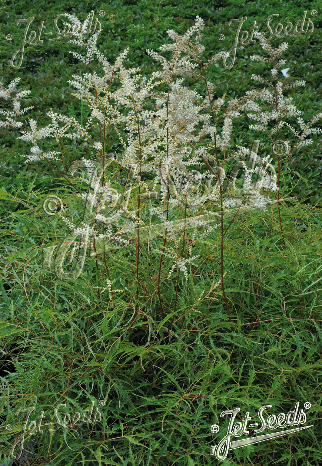 ARUNCUS dioicus f. kneiffii 'Whirlwind' (Goat's Beard)