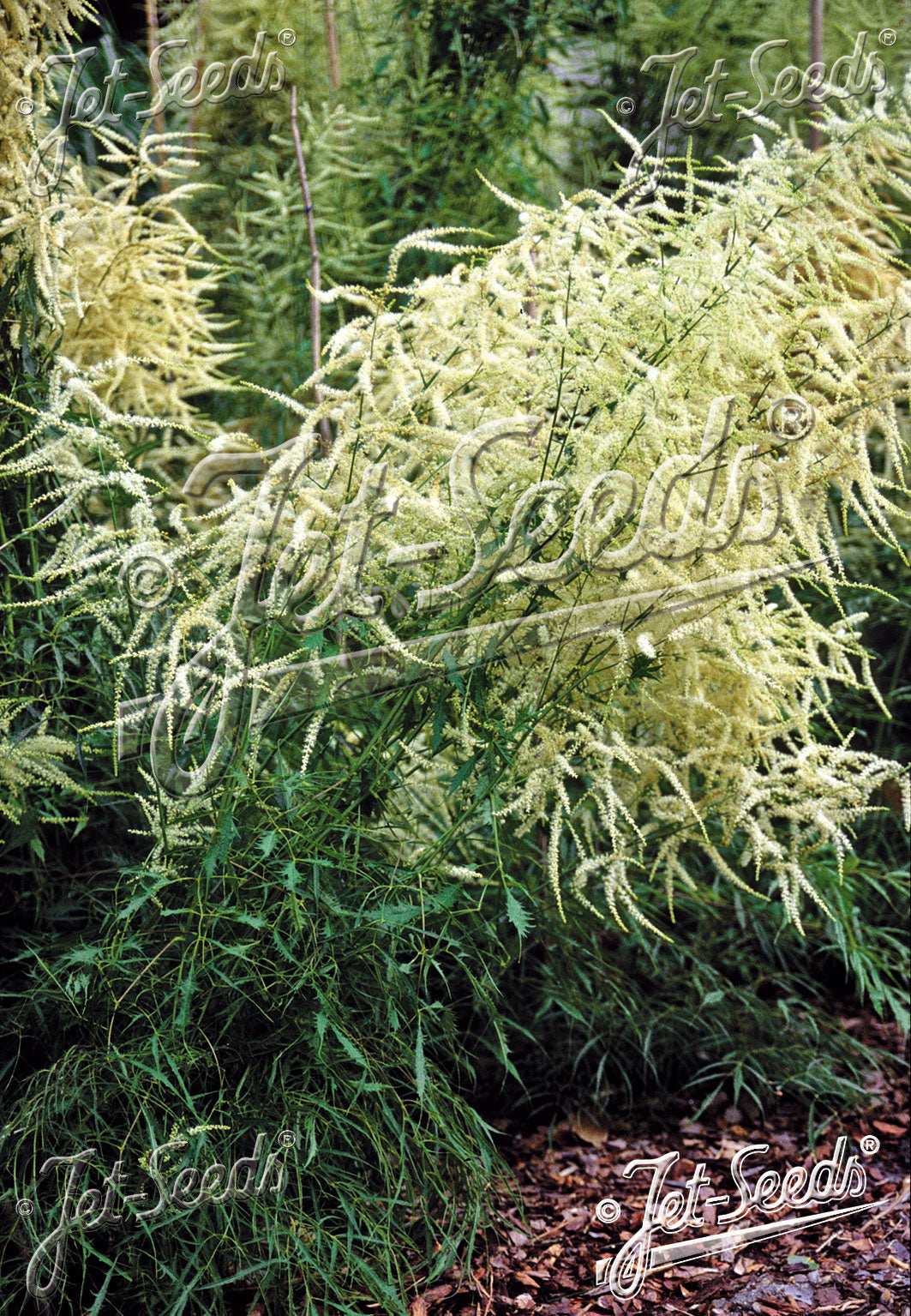 ARUNCUS dioicus f. kneiffii 'Whirlwind' (Goat's Beard)