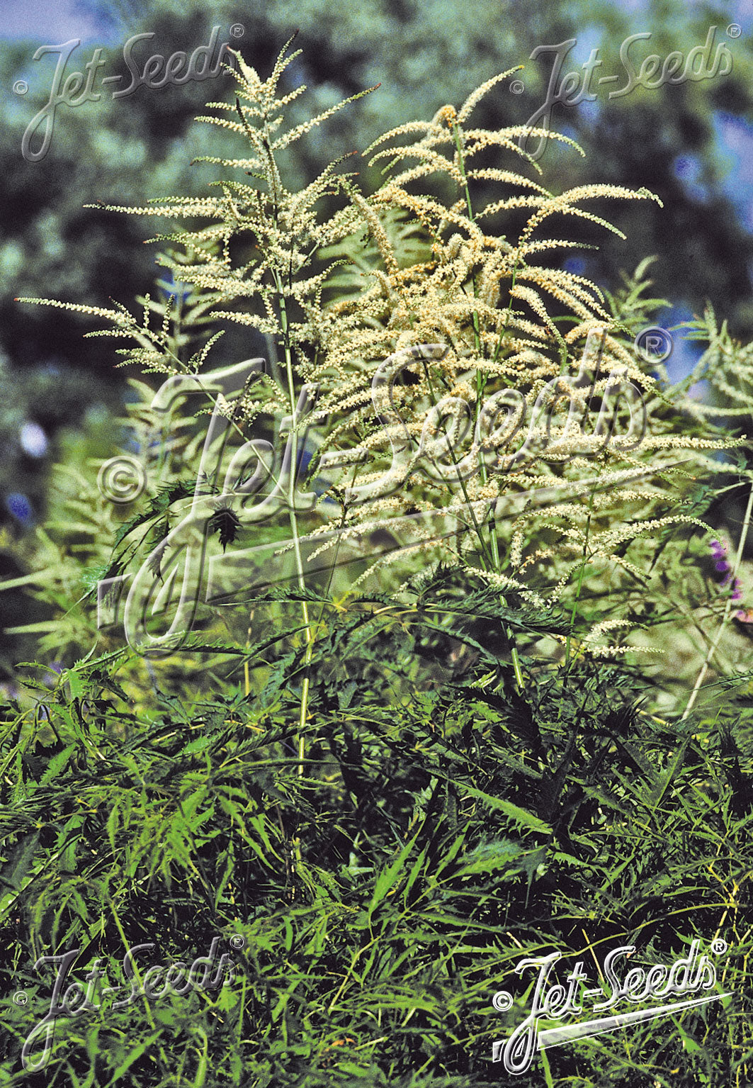 ARUNCUS dioicus f. kneiffii 'Whirlwind' (Goat's Beard)