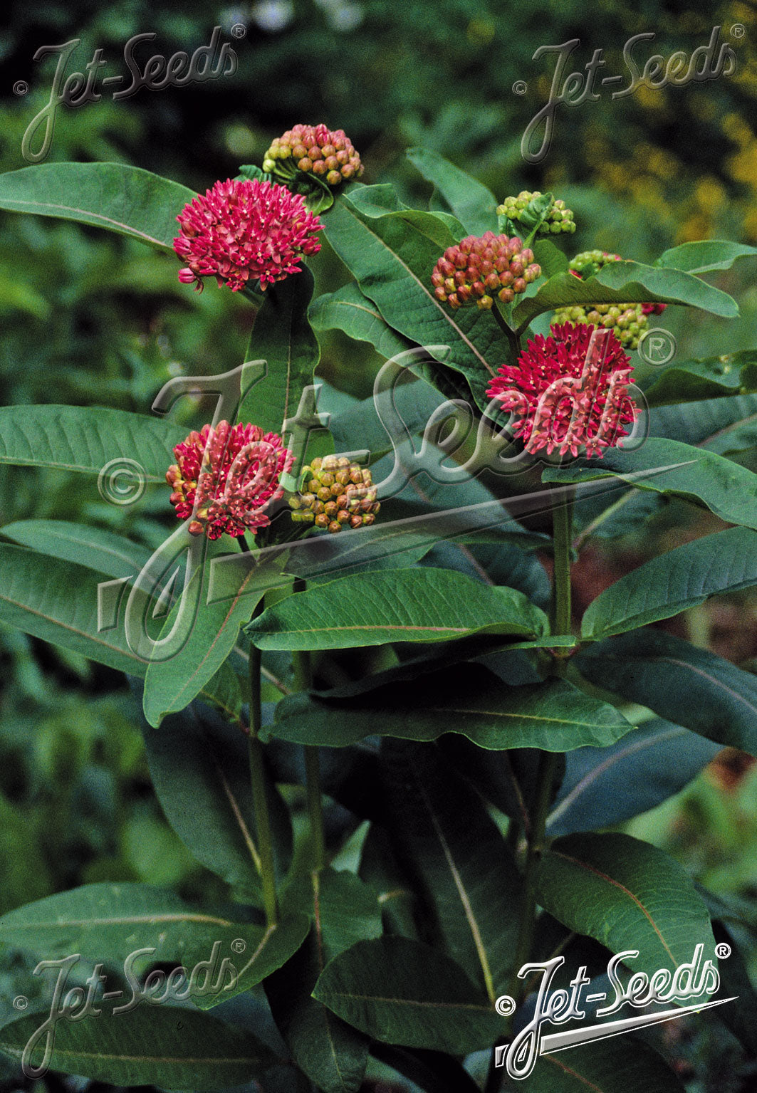 Asclepias Purpurascens
