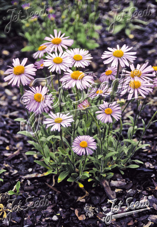 Aster tongolensis Wartburg Star
