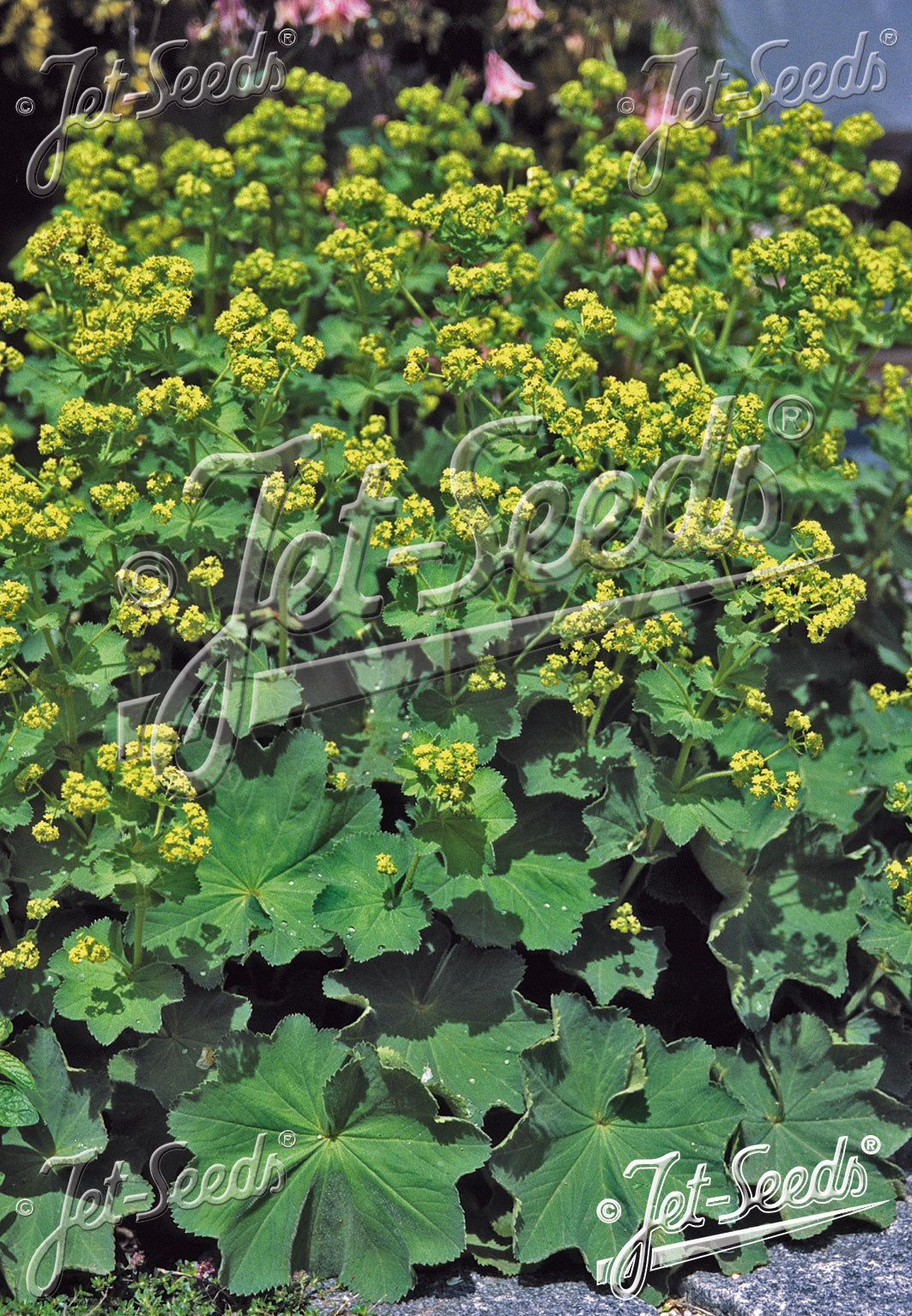 ALCHEMILLA mollis