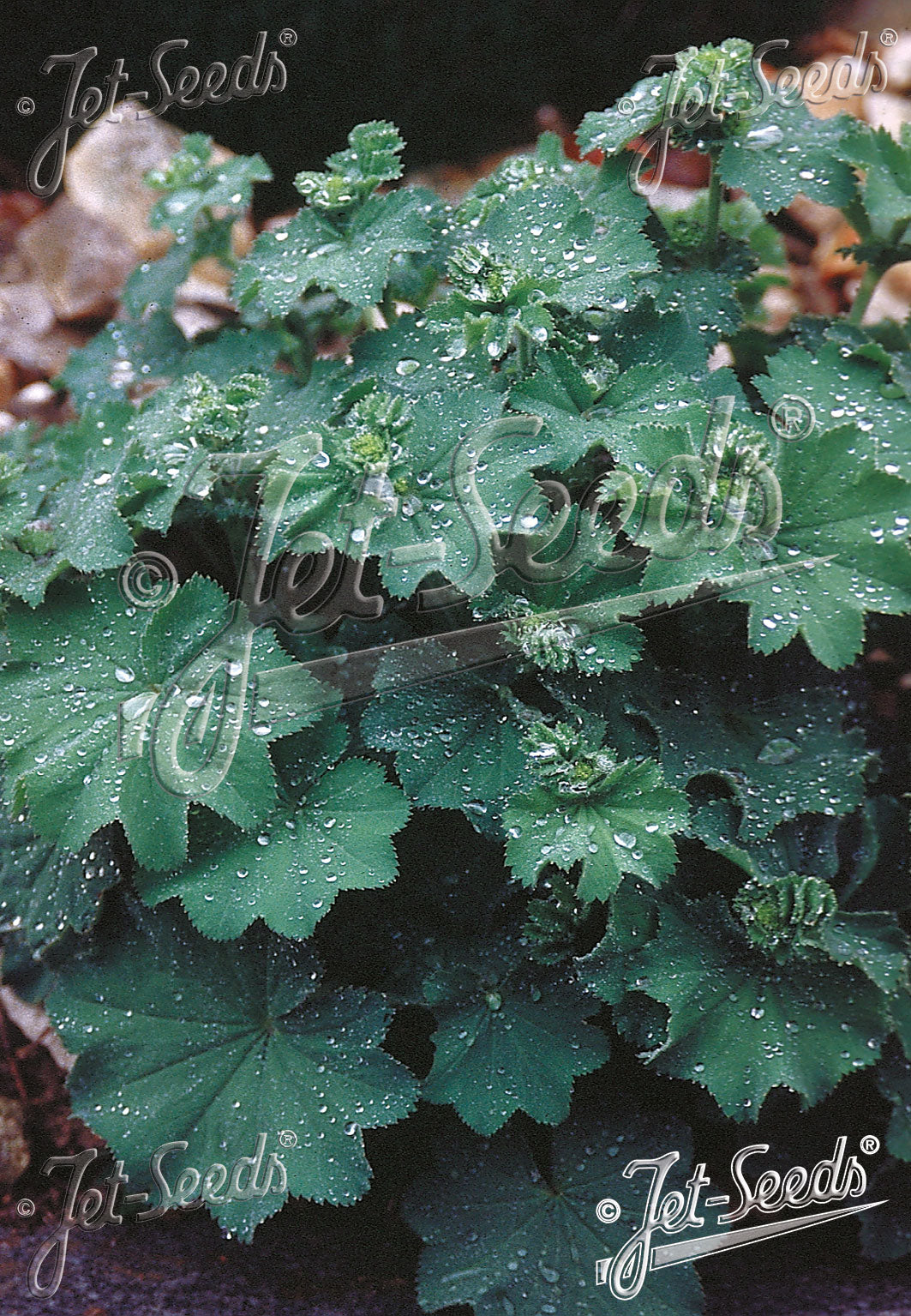 ALCHEMILLA mollis