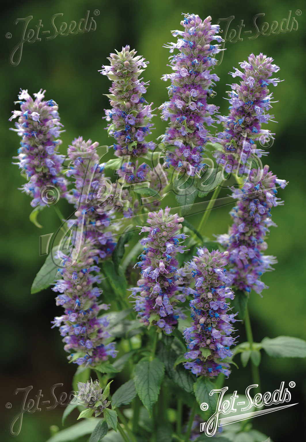 Agastache foeniculum - Anise Hyssop