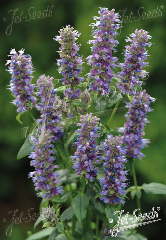 Agastache foeniculum - Anise Hyssop