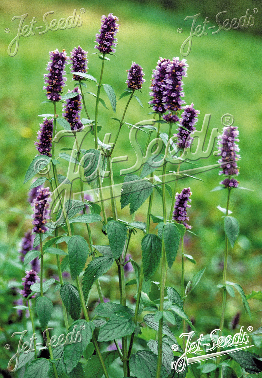 Agastache foeniculum - Anise Hyssop