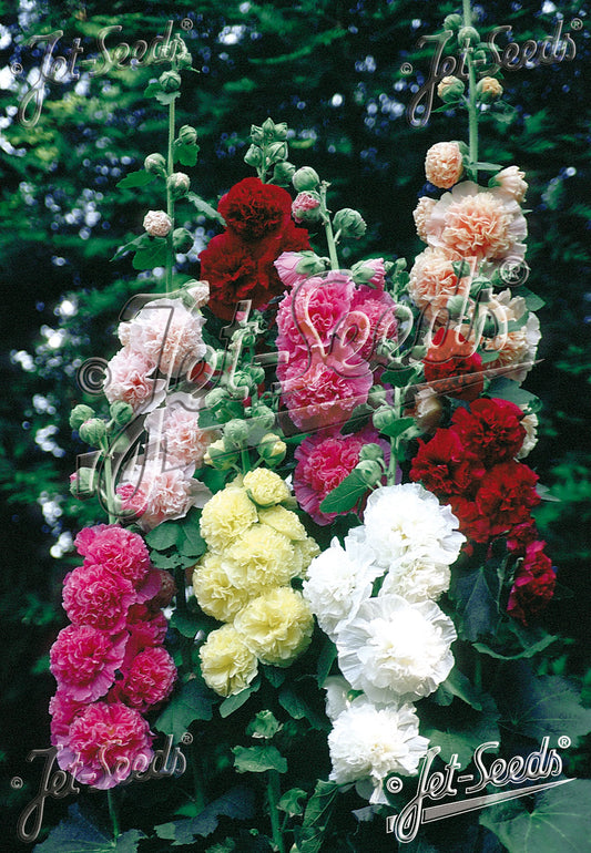 Alcea Chaters Mix