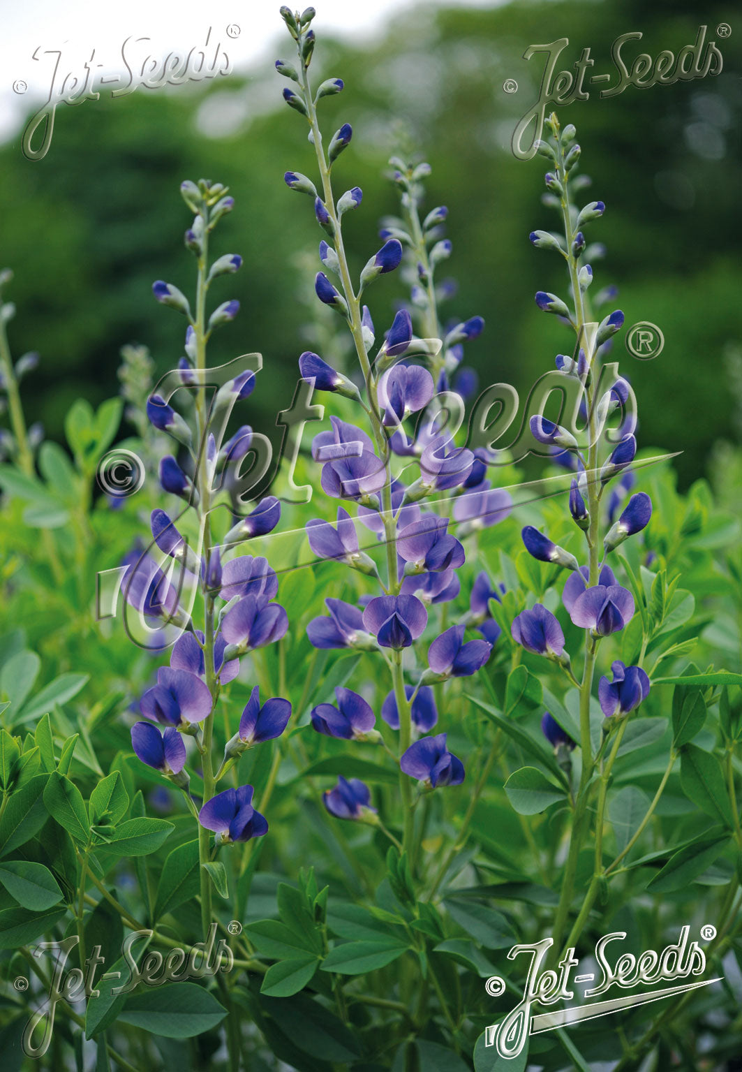 Baptisia Australis Caspian Blue