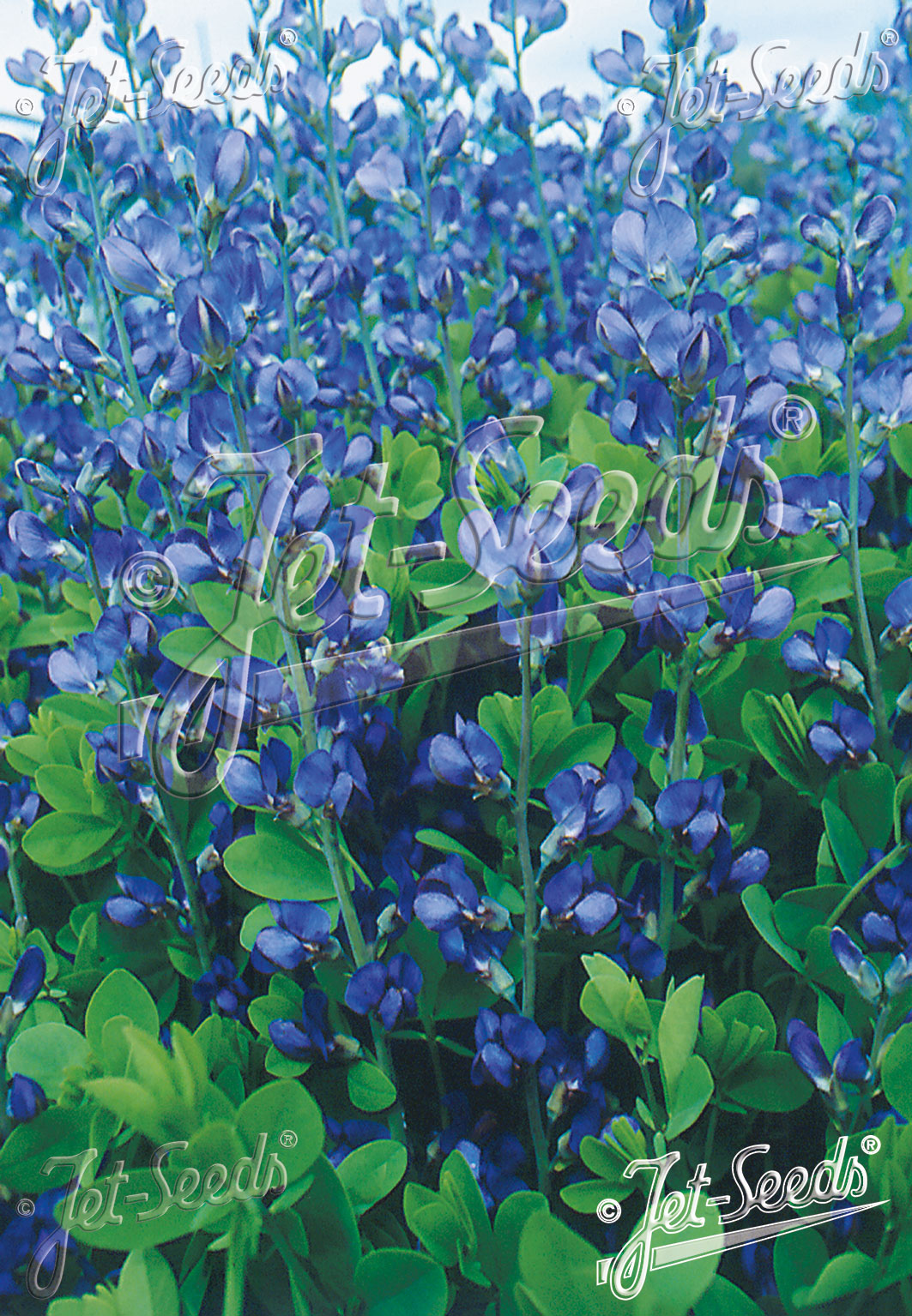 Baptisia Australis Caspian Blue