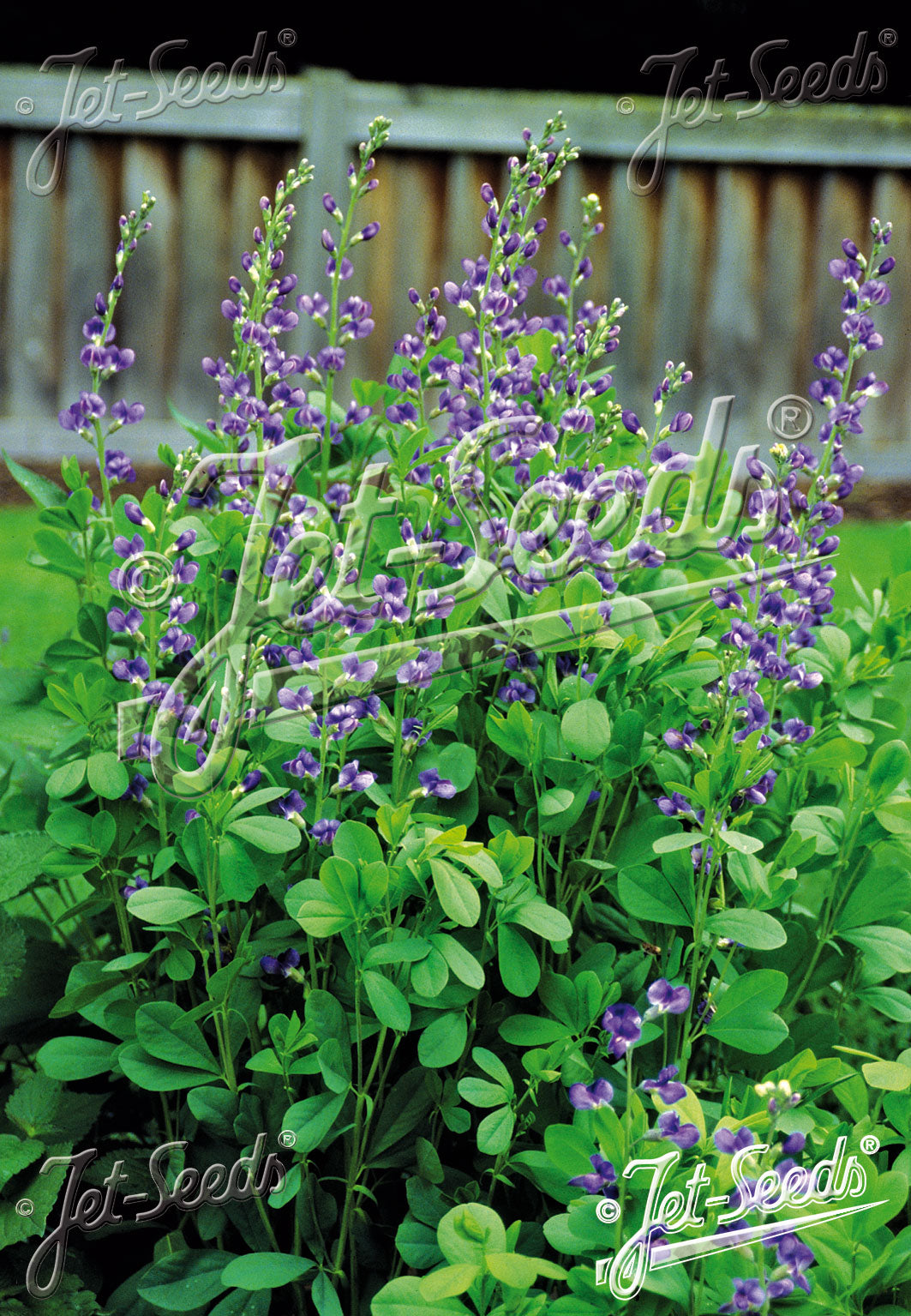 Baptisia Australis Caspian Blue