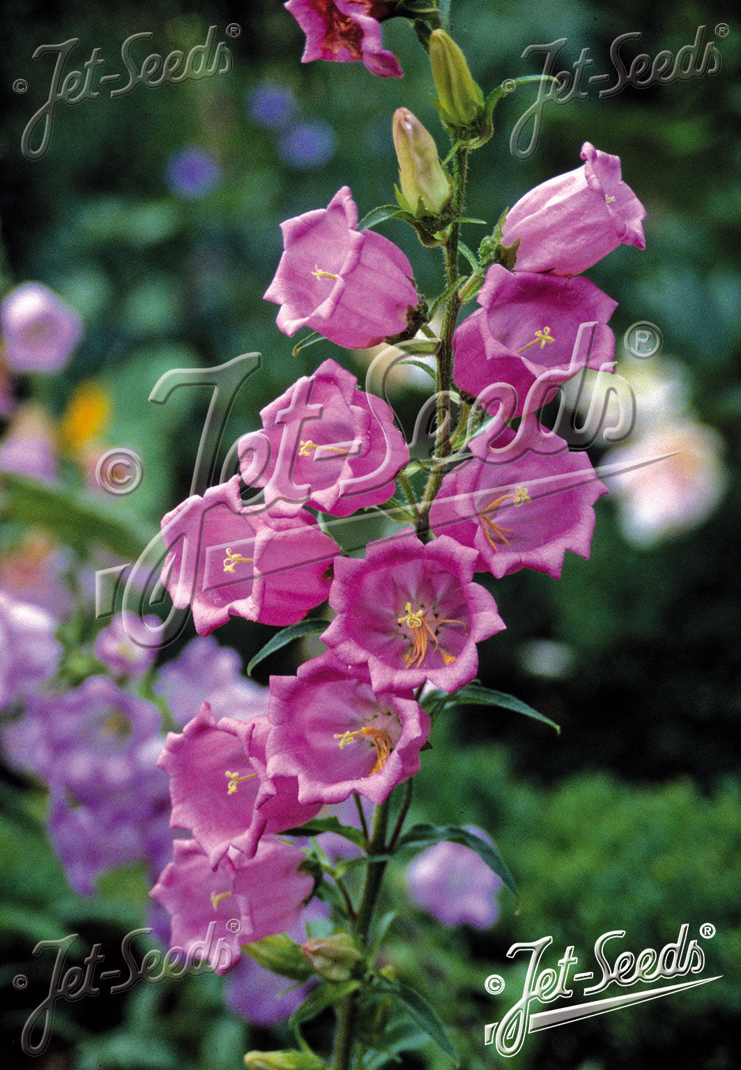 Campanula Medium Rose Pink Single