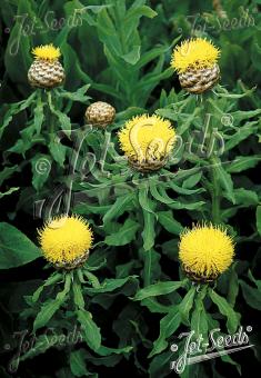 Centaurea macrocephala