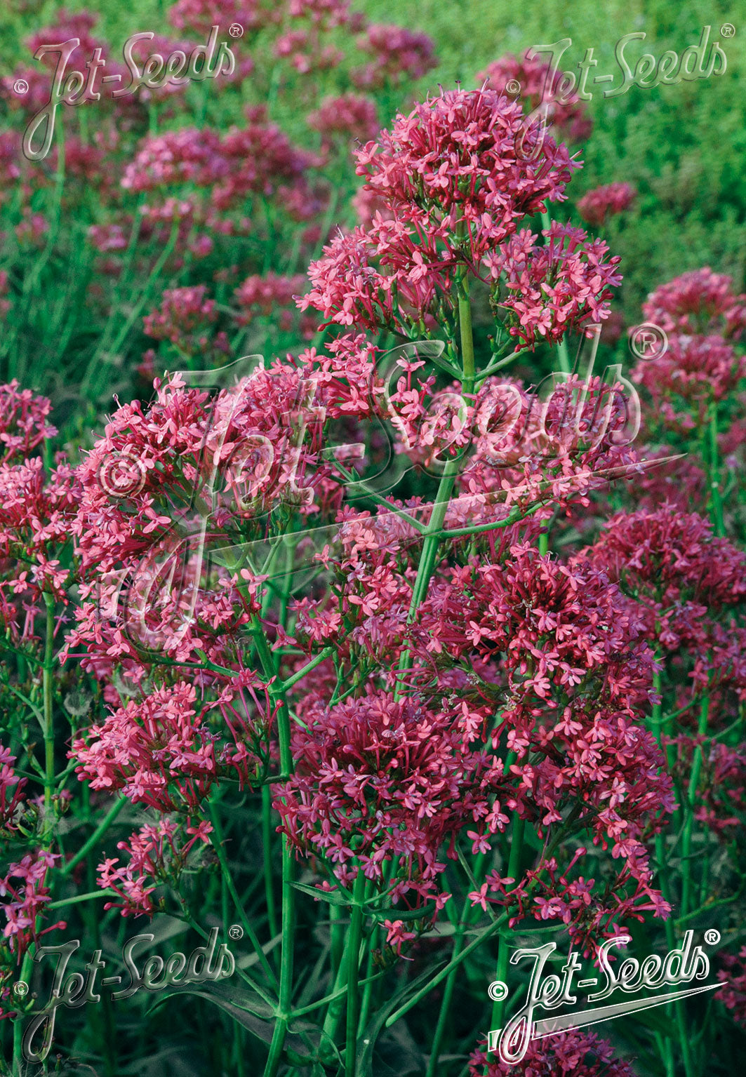 CENTRANTHUS ruber var. coccineus 'Rosenrot' - Jupiter's Beard
