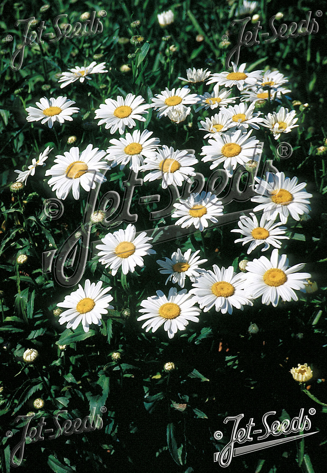 LEUCANTHEMUM x superbum Dwarf Shasta Daisy Silver Princess