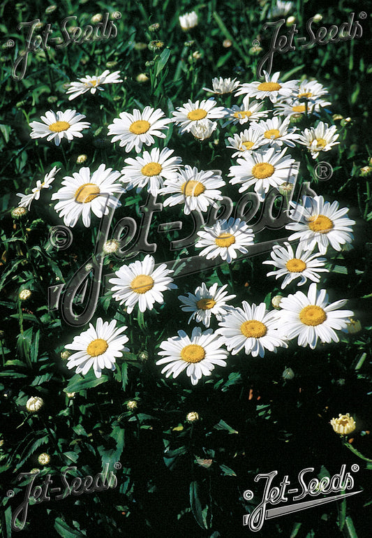 LEUCANTHEMUM x superbum Dwarf Shasta Daisy Silver Princess