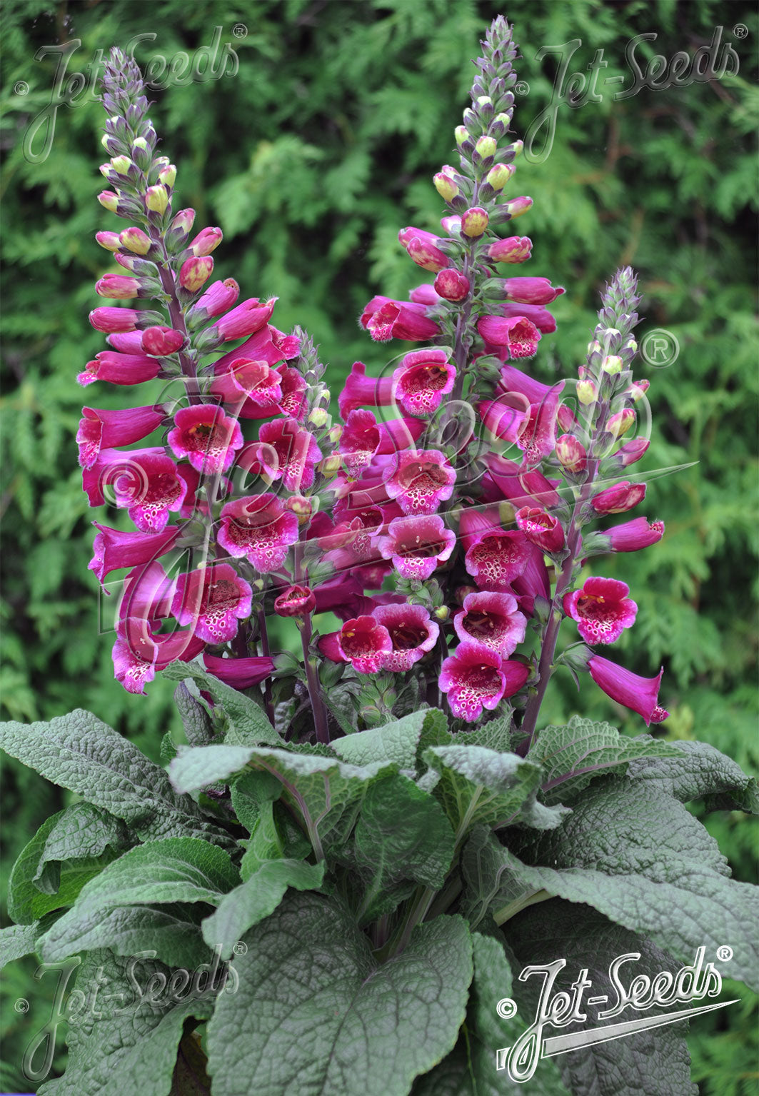 Digitalis purpurea F1-Hybr Foxy Bee Dark Red