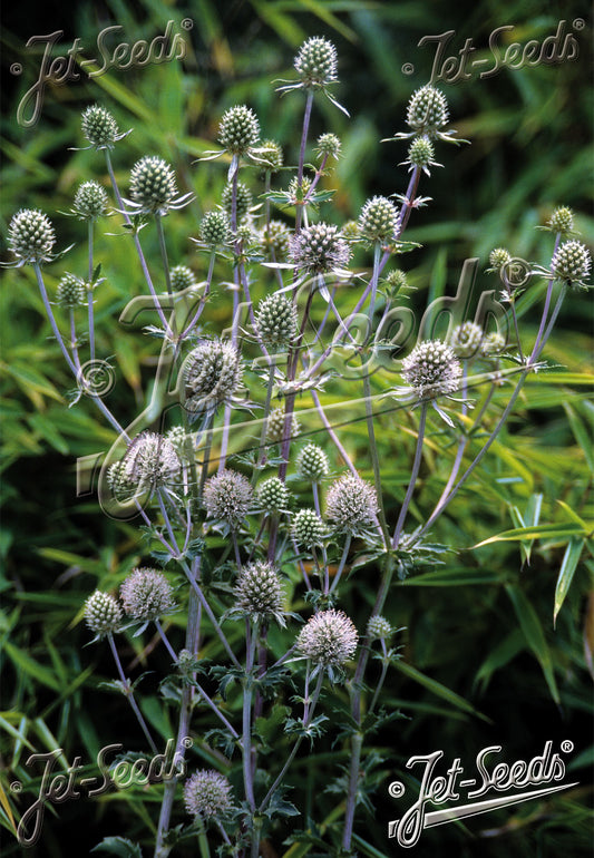 ERYNGIUM planum 'Silver Salentino'