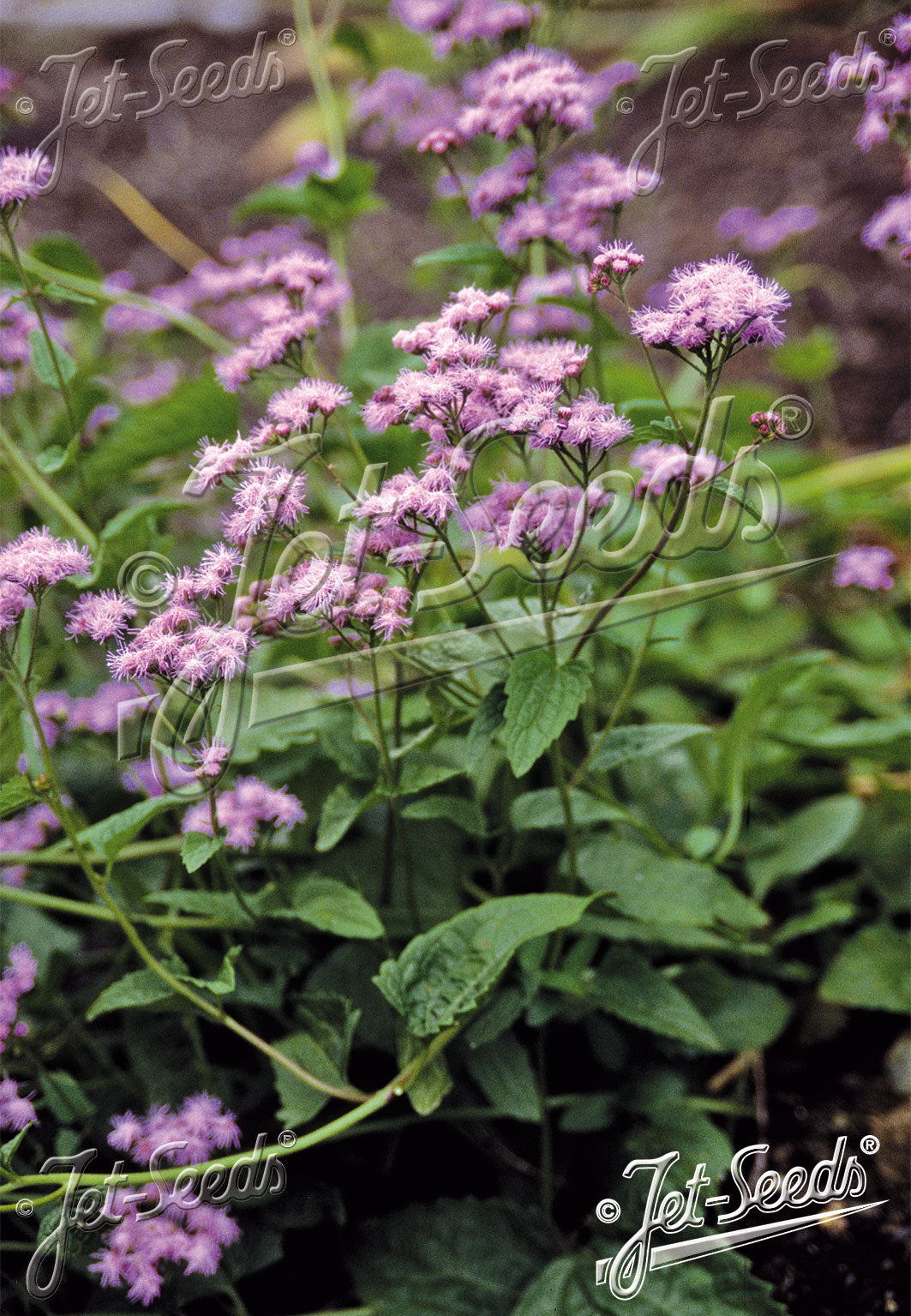 Eupatorium Coelestinum