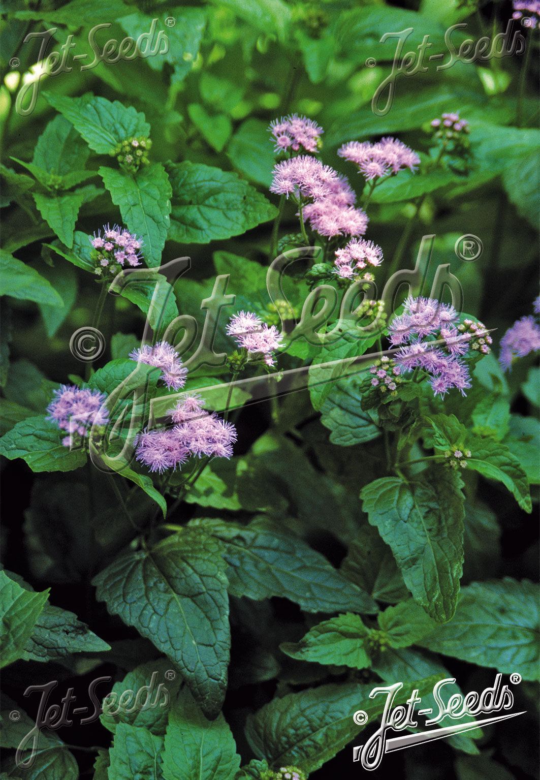 Eupatorium Coelestinum