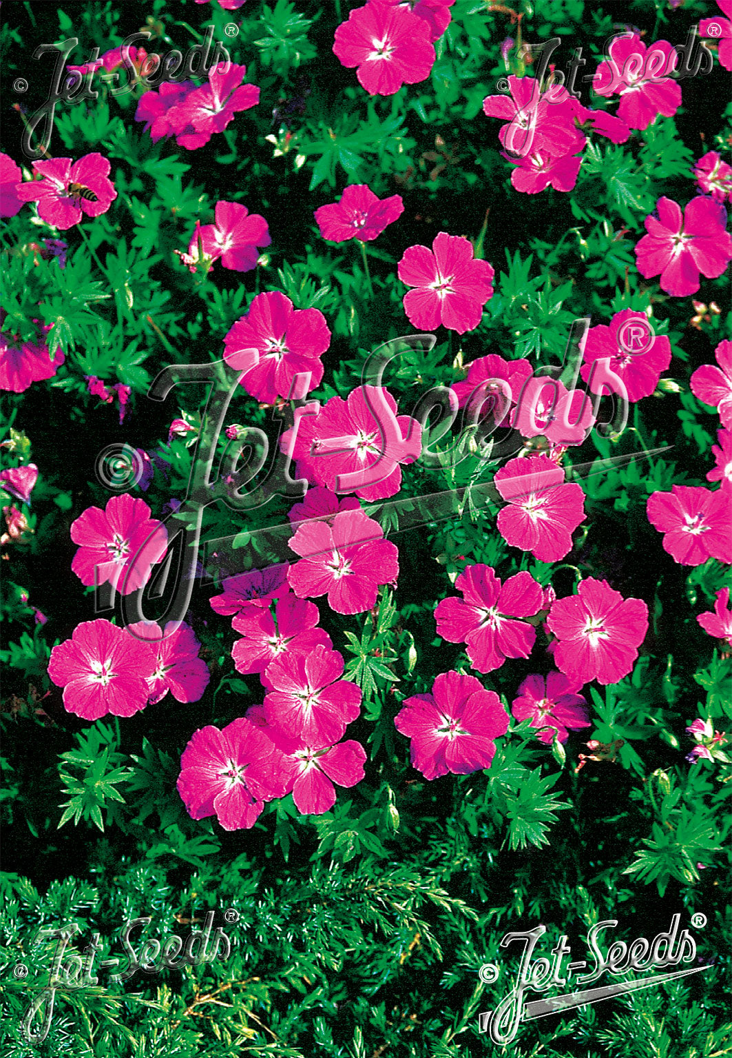 GERANIUM sanguineum Vision Violet