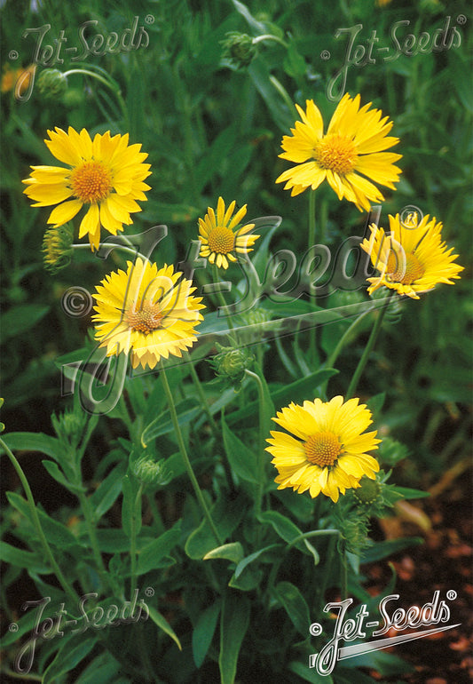 Gaillardia Aristata Aurea Pura